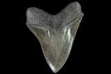 Serrated, Fossil Megalodon Tooth - Foot Shark #80025-2